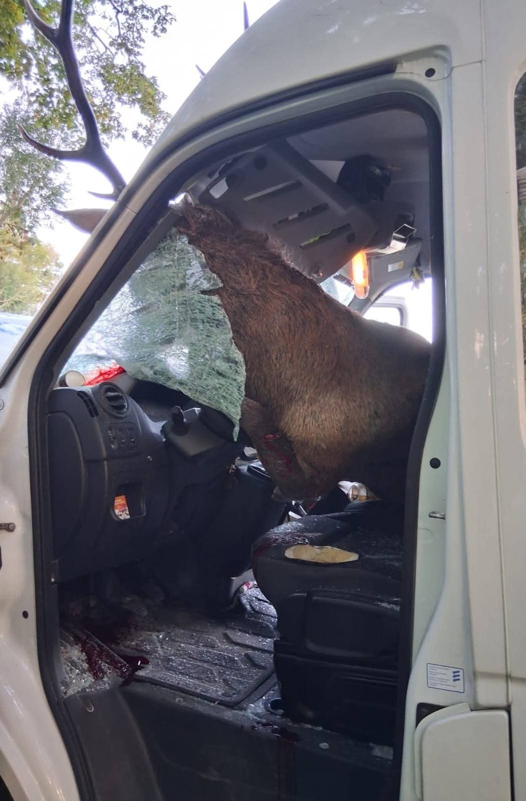 Wildunfall mit einem Auto, © Feuerwehr Medow