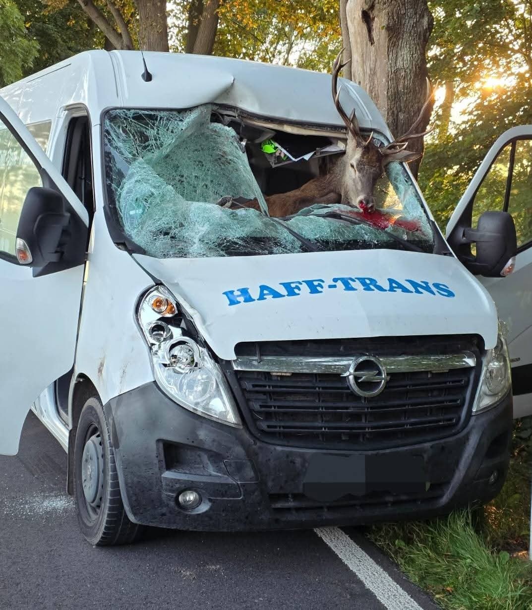 Wildunfall mit einem Hirsch, © Feuerwehr Medow